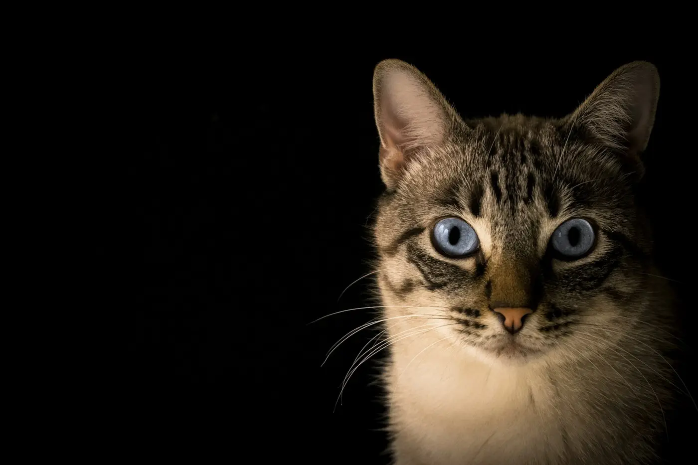 Gato atigrado mirando de frente